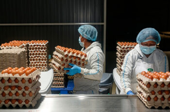 +127 EMPLEOS DE EMPACADORES DE HUEVOS EN FÁBRICA